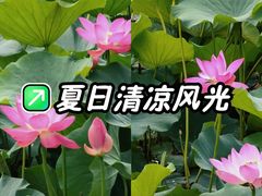 -重庆市奥林匹克体育中心-游泳跳水馆