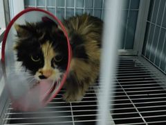 -中农大我爱我爱24h动物医院·中医针灸·猫专科·骨科医疗中心(双井店)