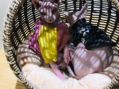 -藏猫猫咖啡主题馆(中央大道店)