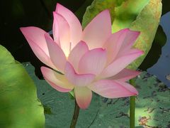 -惠州西湖丰渚园