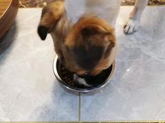 -圣宠动物医院·犬猫专科·影像中心·外科中心