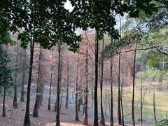 -广州市帽峰山景区