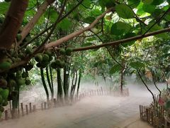 -呀路古热带植物园