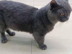 -瑞派动物医院·猫专科·至诚(江南中分院)