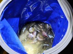 -小猫钓鱼海钓俱乐部(椰梦长廊店)