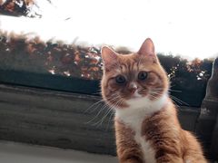 -北京观赏动物医院·24小时大型综合·猫专科·异宠专科