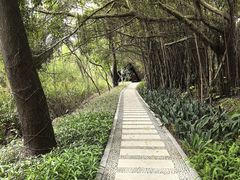 -大湾区中央湿地公园