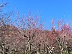 -溪口商量岗景区