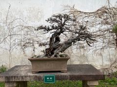 -拙政园