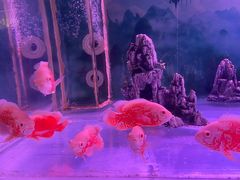-梦幻海洋王国(吾悦广场张家港店)