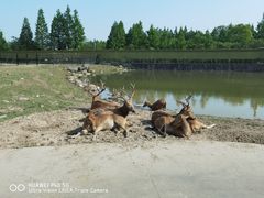-上海野生动物园