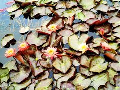 -芒洲湿地公园