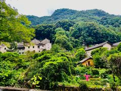 -雁南飞茶田景区