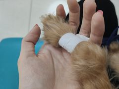 -美联众合动物医院·24h京西诊疗中心