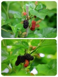 -太湖雪蚕桑文化园