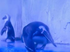 -多彩贵州城极地海洋世界