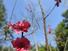 -深圳国际园林花卉博览园