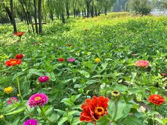 -野鸭湖国家湿地公园