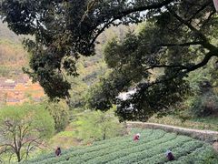 -杨家堂村