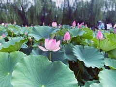 -莲花池公园