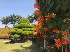 -东南花都花博园
