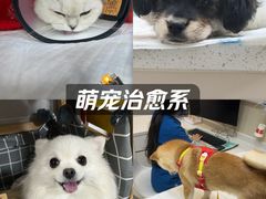 -御宝贝24h宠物医院·转诊中心·CT核磁血透中心(厦门总院)