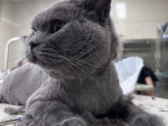 -北京观赏动物医院·24小时大型综合·猫专科·异宠专科