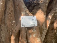 -瑞丽独树成林风景区