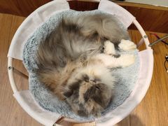 -有猫主题·治愈系猫咖(曾厝垵店)