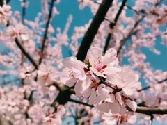 -桃花堤公园