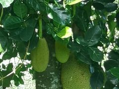 -侯臣咖啡文化村