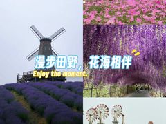 -大塘金香草谷