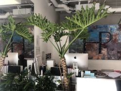 -Hair  Gallery