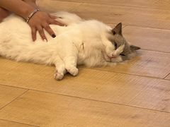 -Let's go狗咖·猫咖·奶狗·桌游(春熙路IFS店)