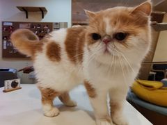 -滚猫咖啡·猫咖·猫友好撸猫(未来城店)