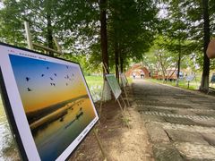 -泗洪洪泽湖湿地景区