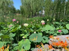 -黄村公园
