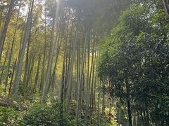-东明山森林公园