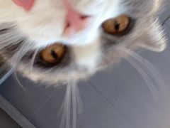 -猫儿山۰猫主题餐厅