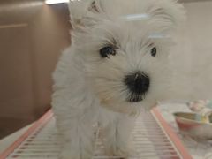 -翊宠yipet猫狗购宠庄园犬舍•猫舍