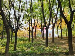 -大望京公园