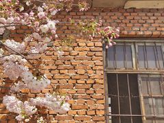 -莱阳濯村樱花园