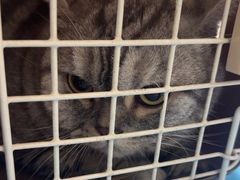 -达爱动物医院·犬猫分区·CT·复杂眼科(远洋山水分院)