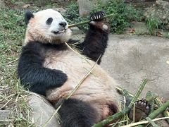 -都江堰中华大熊猫苑