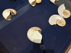 -青岛贝壳博物馆