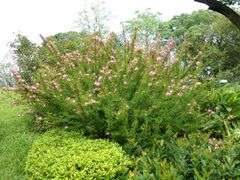 -云溪植物园