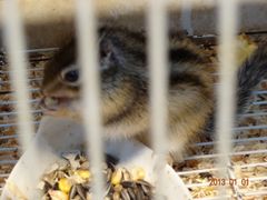 DSC00684-上海大自然野生昆虫馆