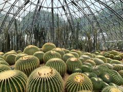 -深圳仙湖植物园