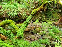 -天目山大树王景区