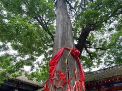 -少华山国家森林公园